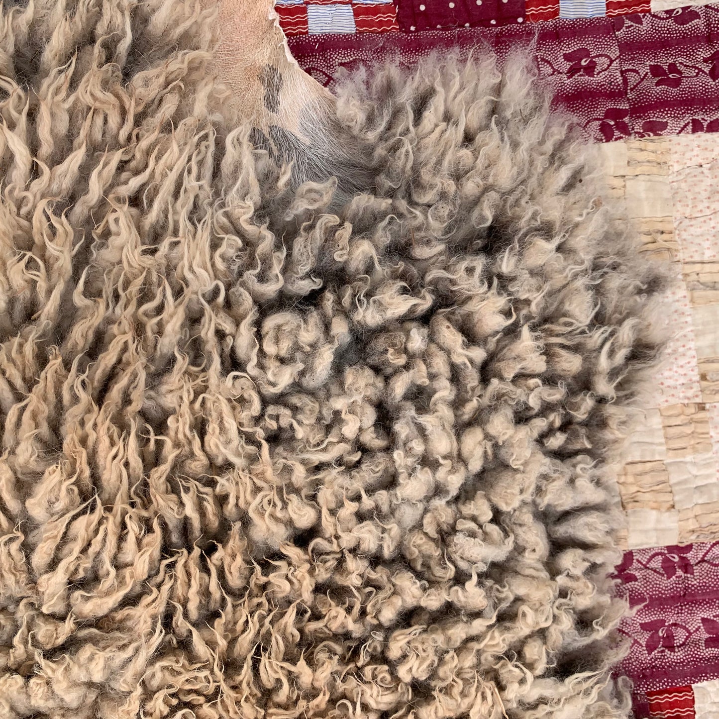 sheepskin