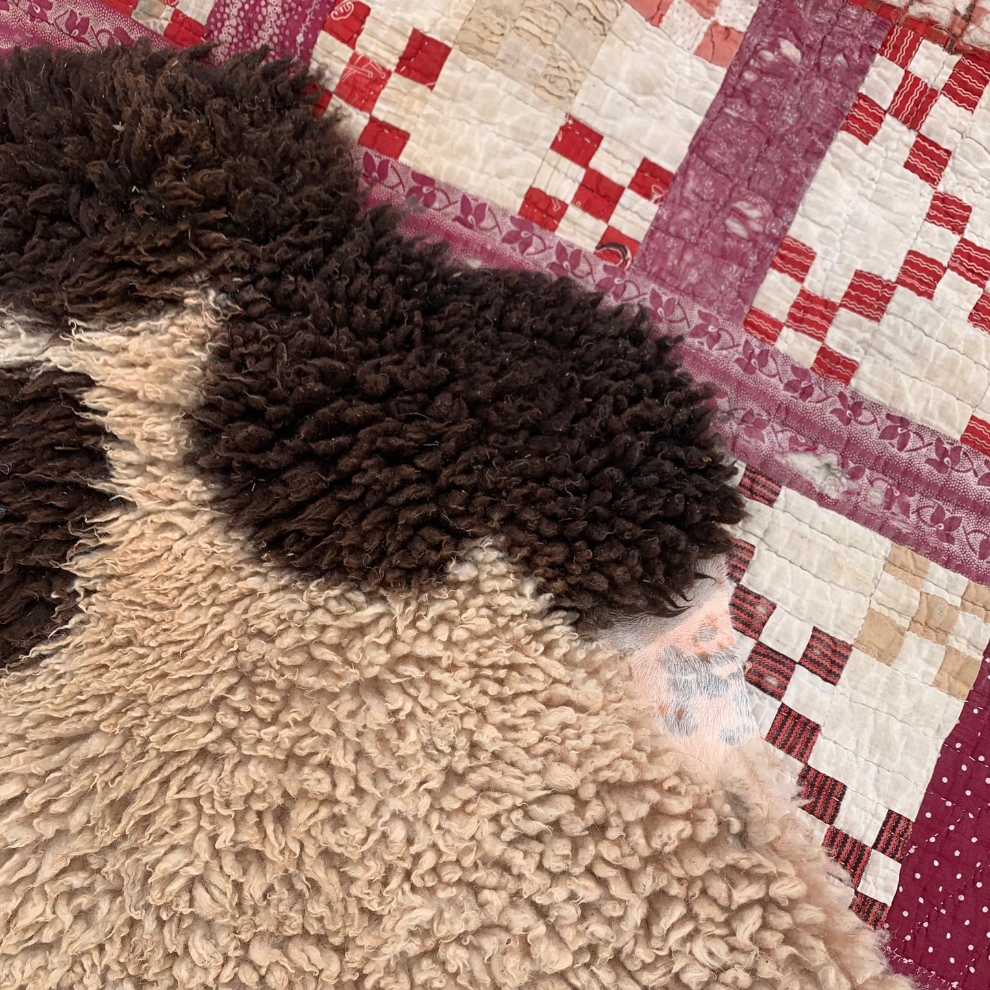 sheepskin