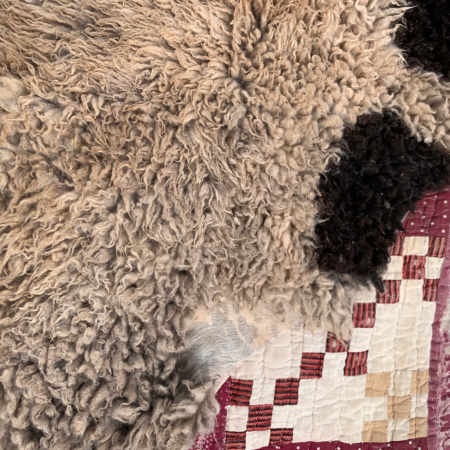 sheepskin
