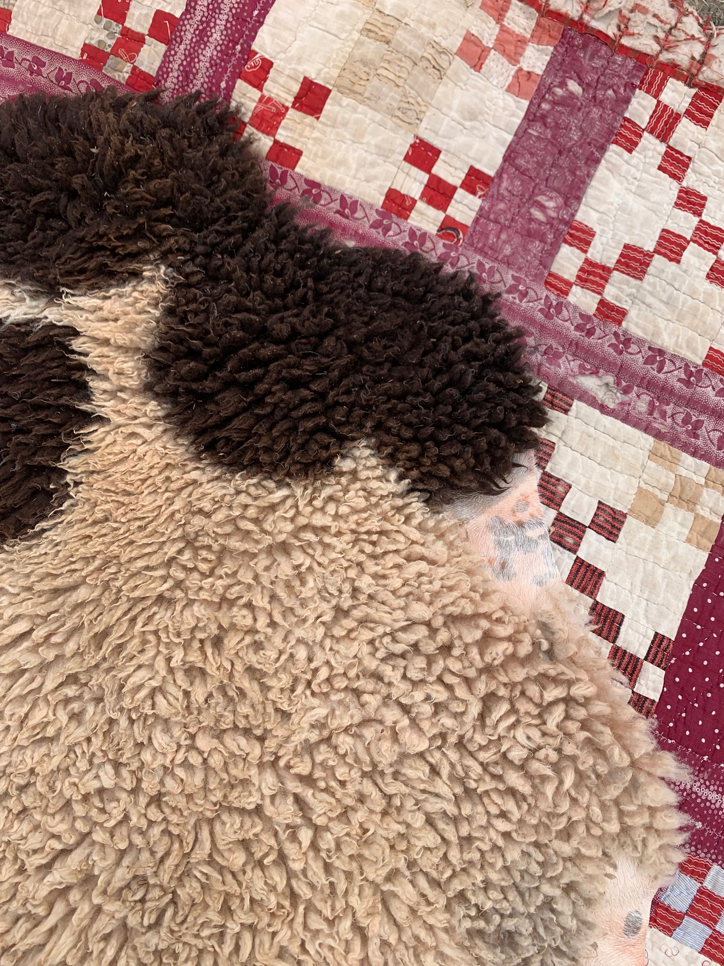 sheepskin