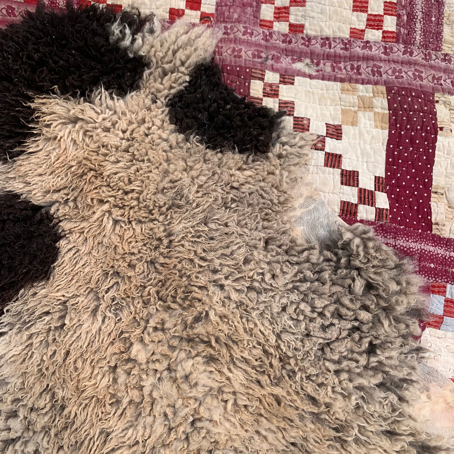 sheepskin